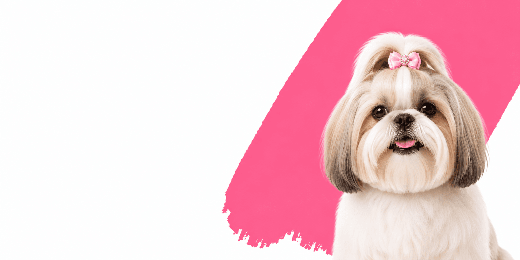 Dog after grooming at Bubbly Pup Pet Grooming