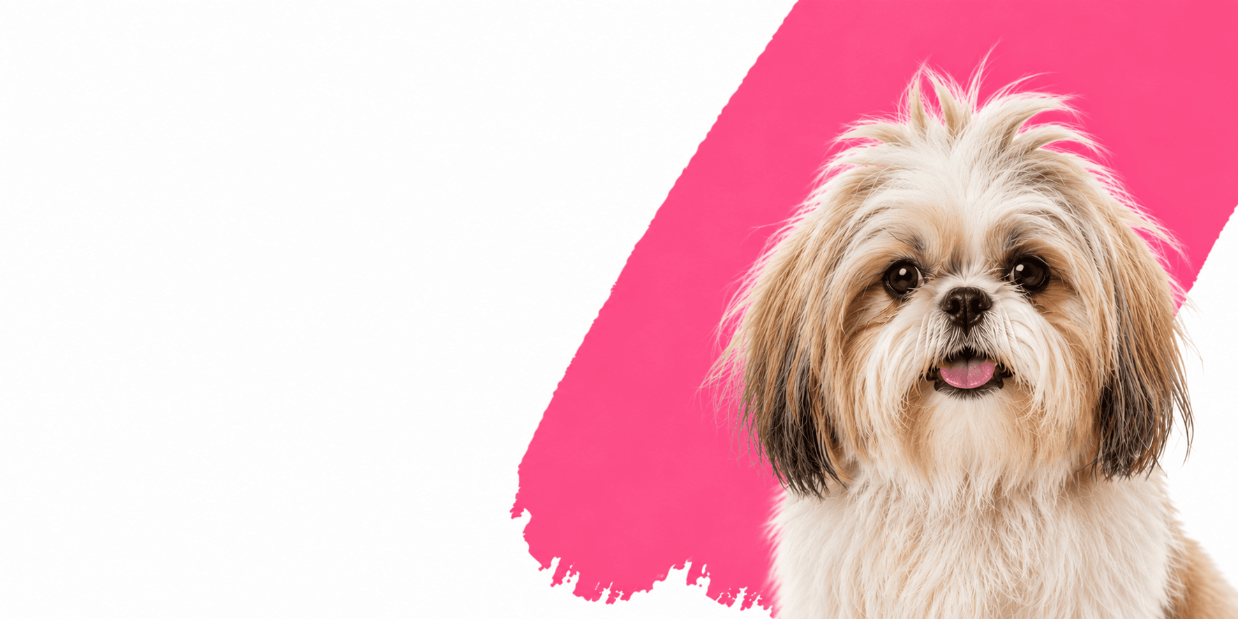 Dog before grooming