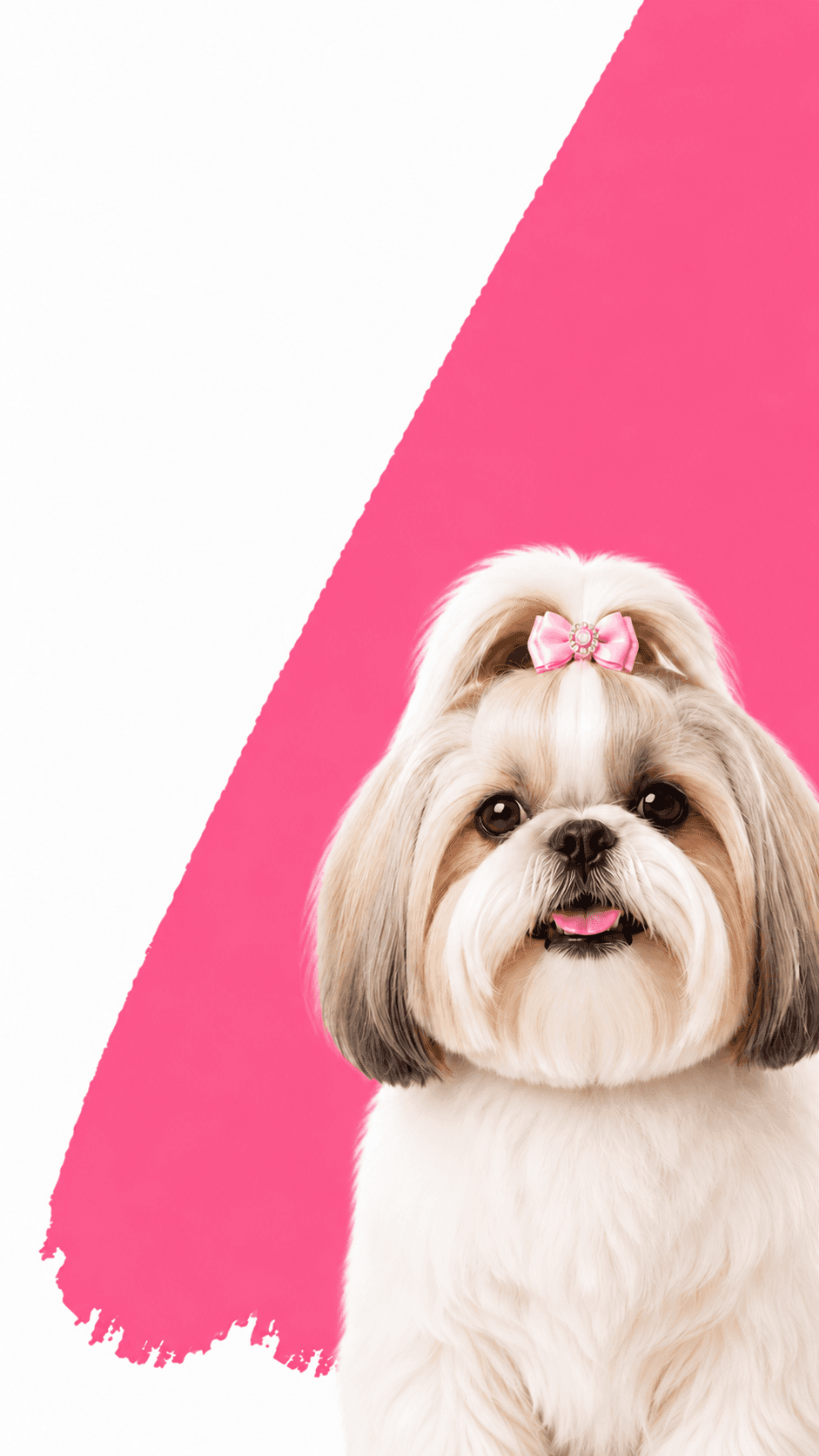 Dog after grooming at Bubbly Pup Pet Grooming