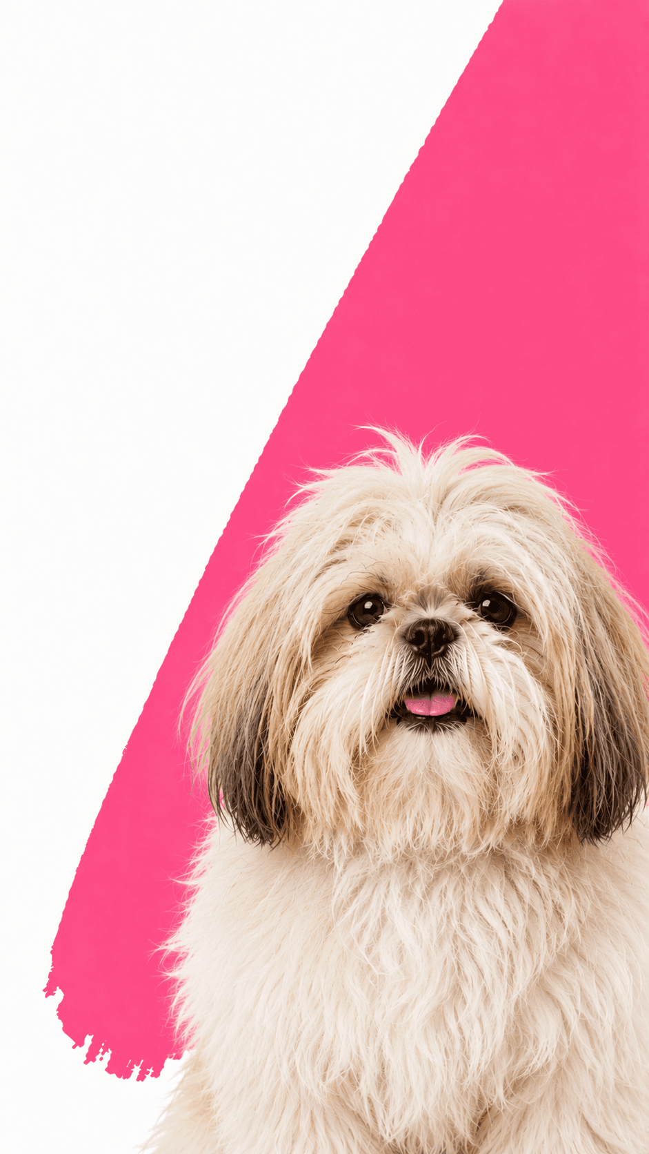Dog before grooming